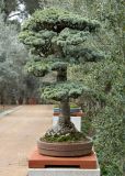 Cedrus atlantica. Взрослое растение. Испания, Мадрид, Королевский ботанический сад, бонсай. Январь 2016 г.