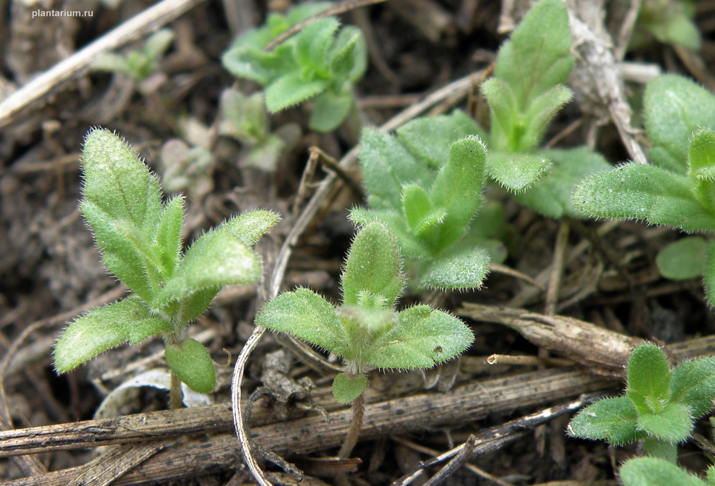 Изображение особи Odontites vulgaris.