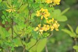 Hippocrepis emeroides. Веточка с соцветиями. Черноморское побережье Кавказа, близ г. Новороссийск, близ мыса Шесхарис, можжевеловое редколесье. 24 апреля 2016 г.