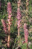 Orobanche pubescens