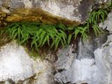 Polystichum craspedosorum. Вегетирующие растения в расщелине скалы. Приморье, Партизанский р-н, окр. с. Екатериновка, Екатериновский массив. 13.10.2015.