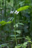 Cardamine amara