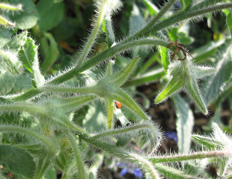 Изображение особи Borago officinalis.