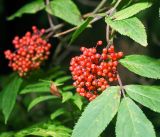 Sambucus racemosa