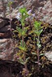 Euphrasia regelii