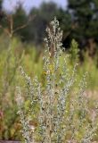 Artemisia absinthium