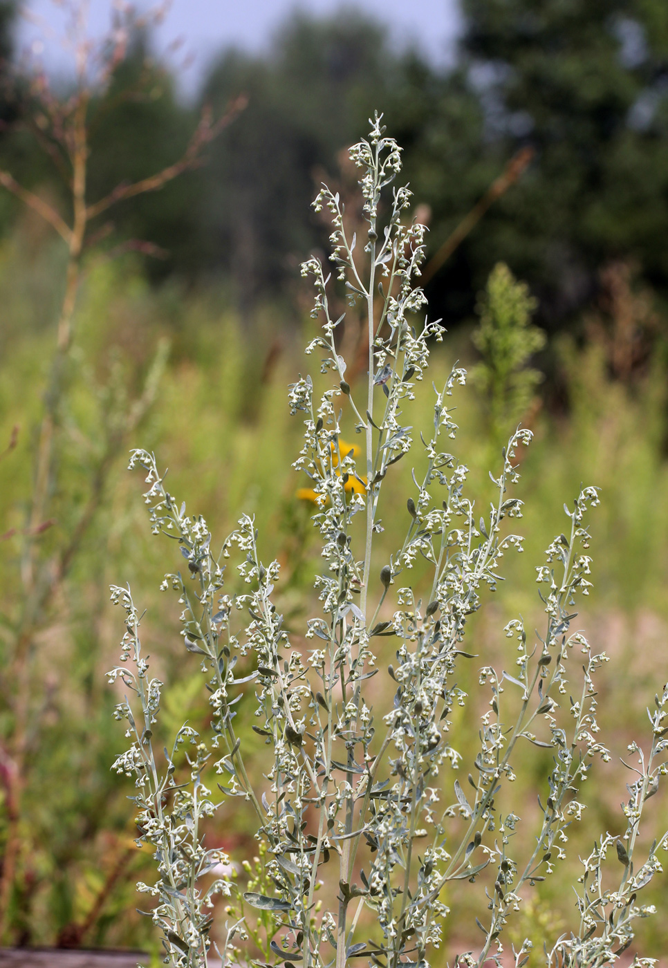 Изображение особи Artemisia absinthium.