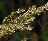 Artemisia vulgaris