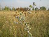 Eryngium planum