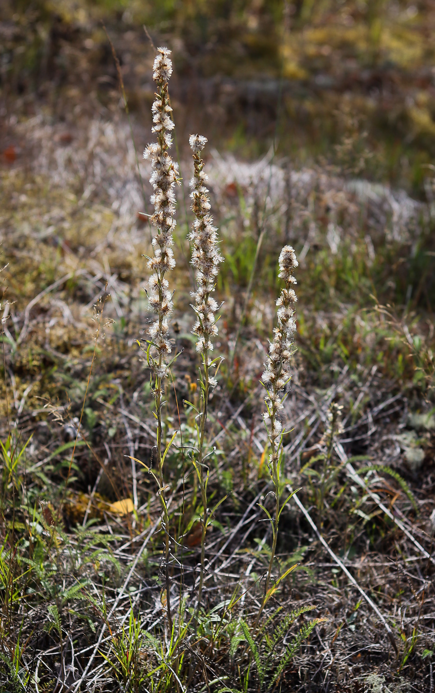 Изображение особи Omalotheca sylvatica.