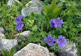 Geranium gymnocaulon. Цветущее растение (рядом цветет Alchemilla). Северная Осетия, Ирафский р-н, долина р. Гебидон, ≈ 2300 м н.у.м., каменистый склон. 07.07.2016.