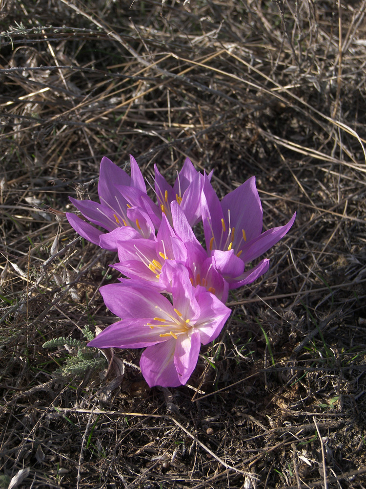 Изображение растения Colchicum laetum.