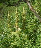 Veratrum oxysepalum. Плодоносящие растения. Камчатский край, Елизовский р-н, горный массив Вачкажец, около озера. 18.08.2016.