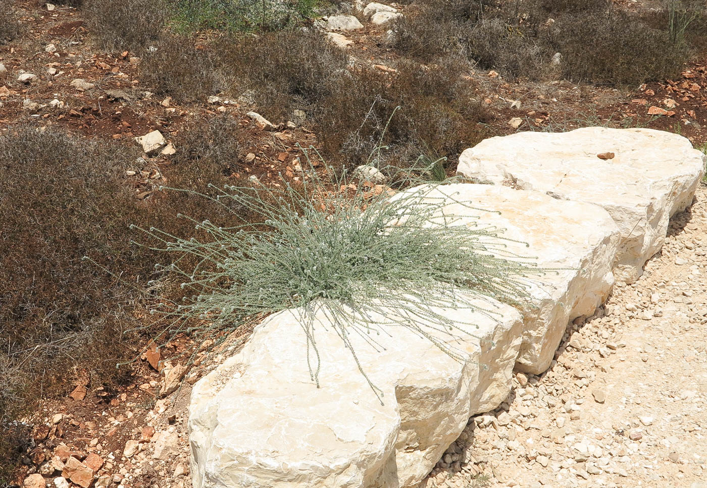 Изображение особи Heliotropium rotundifolium.