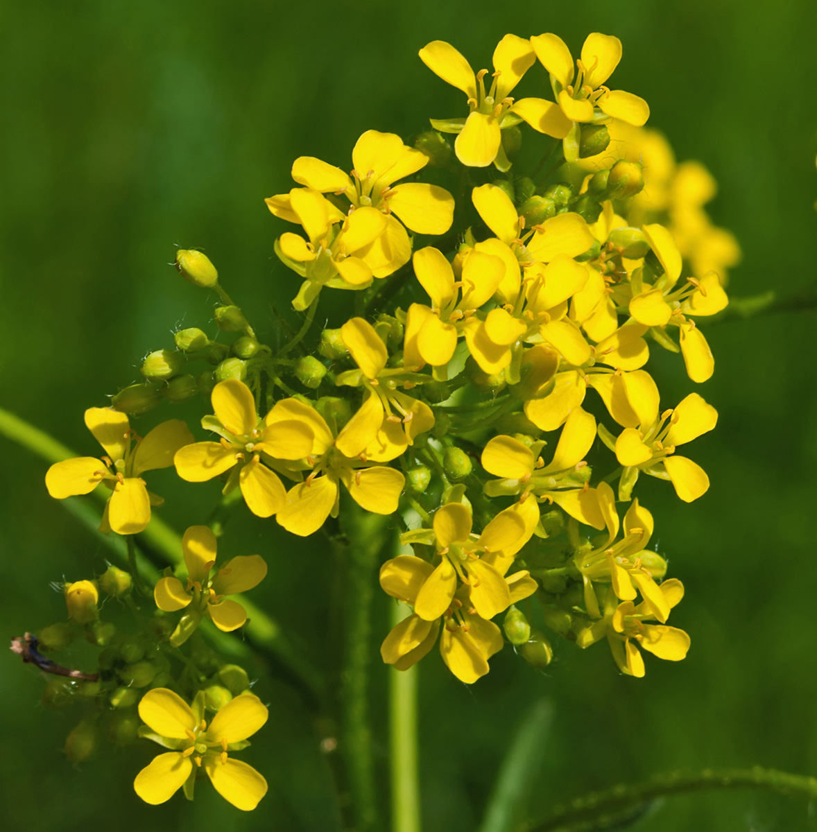 Изображение особи Bunias orientalis.