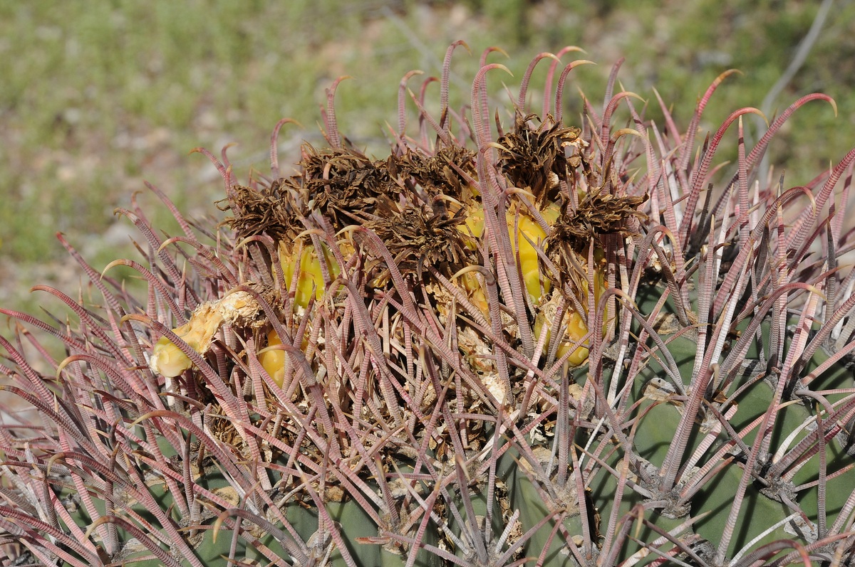 Изображение особи Echinocactus emoryi.