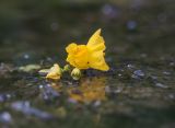 Utricularia australis