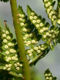 Dryopteris assimilis. Часть рахиса и сегменты вайи с сорусами (вид на нижнюю поверхность). Мурманская обл., Кольский р-н, окр. пос. Дальние Зеленцы, окр. Столбового озера, склон восточной экспозиции небольшой сопки, каменистая россыпь. 03.08.2017.