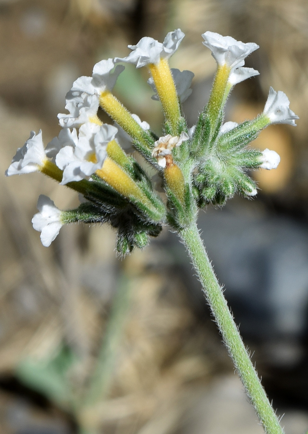 Изображение особи Heliotropium olgae.