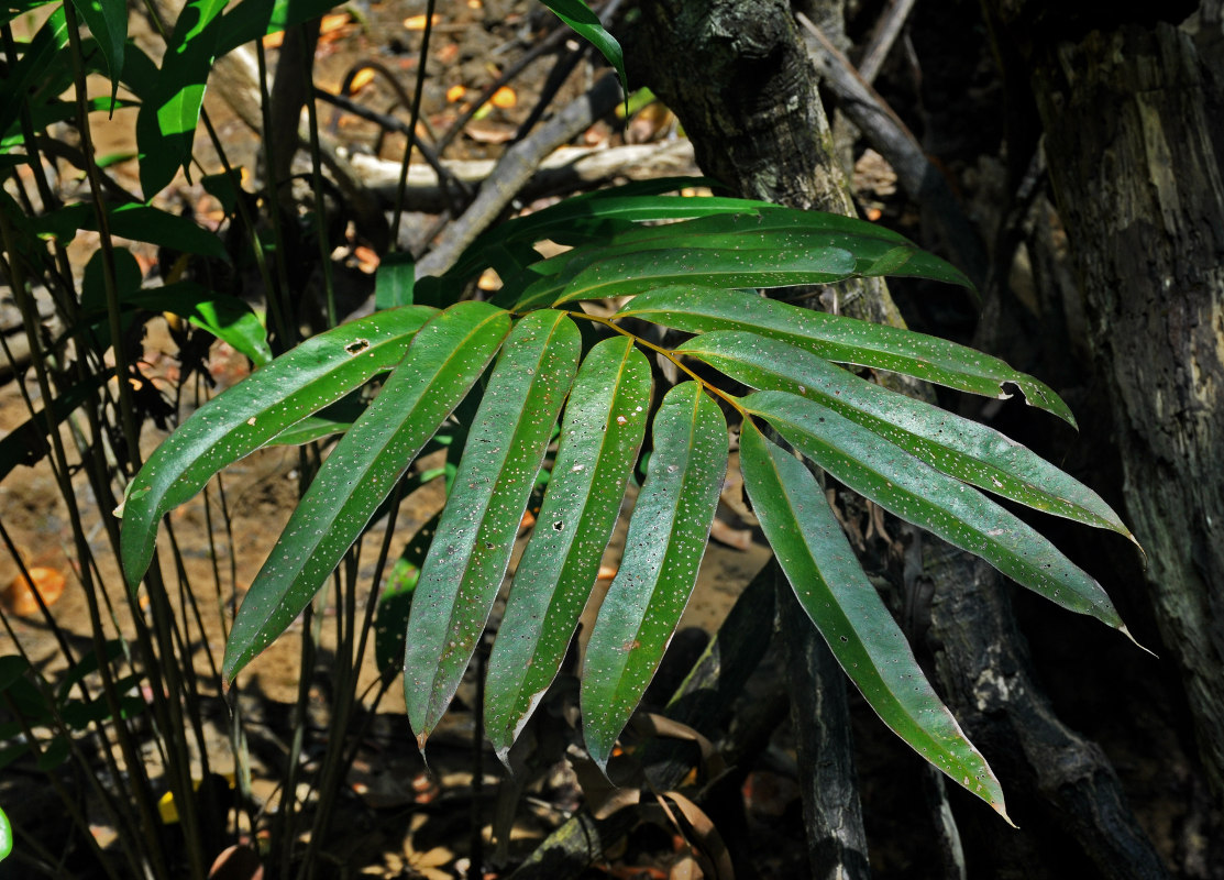 Изображение особи Acrostichum speciosum.