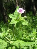 Geranium divaricatum