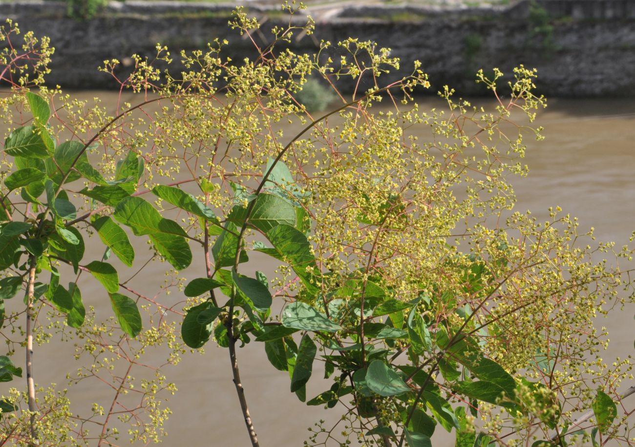 Изображение особи Cotinus coggygria.