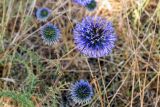 Echinops adenocaulos