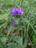 Campanula glomerata. Верхушка цветущего растения. Свердловская обл., г. Екатеринбург, окр. пос. Шабровский, берёзовый лес. 20.08.2018.