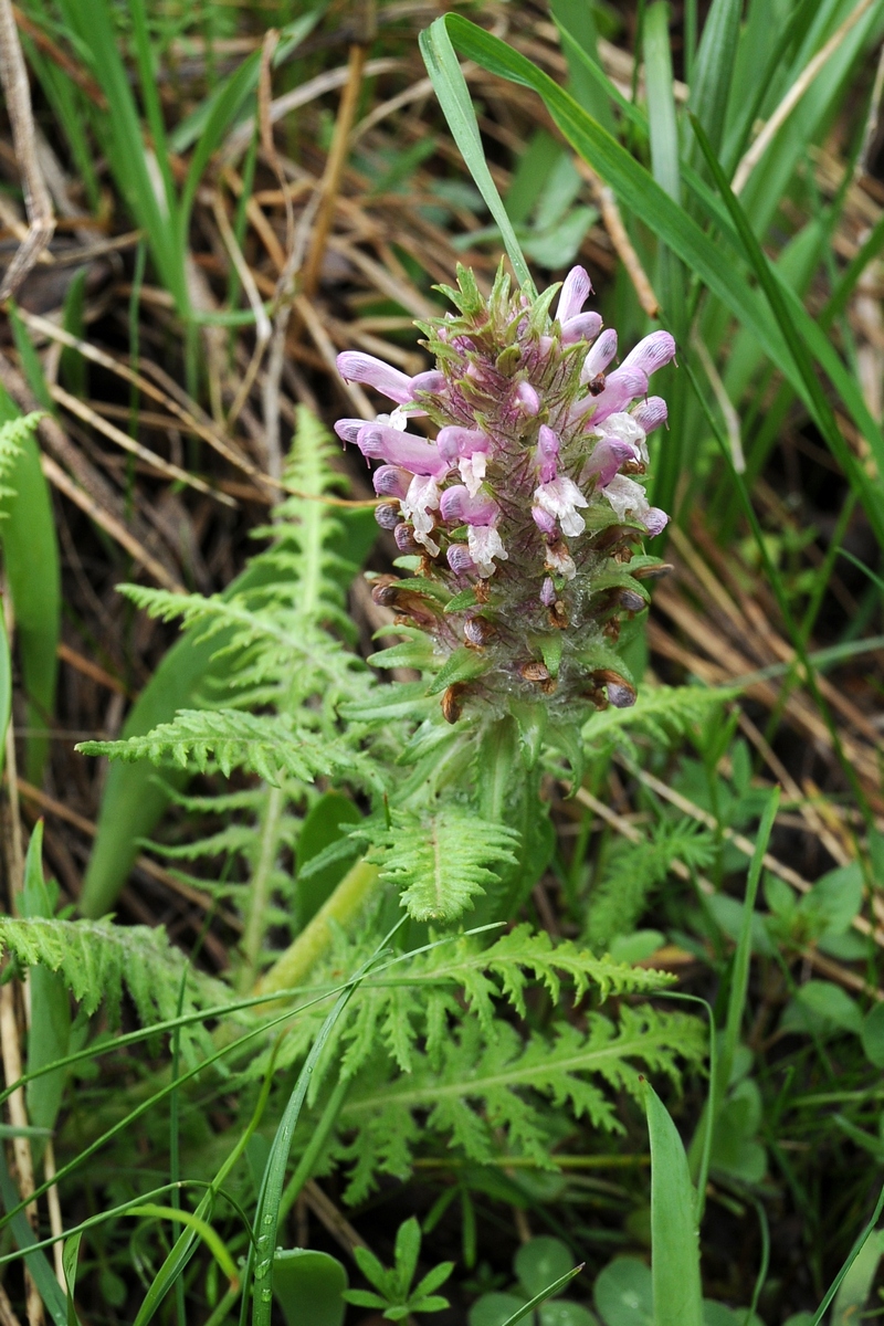 Изображение особи Pedicularis olgae.