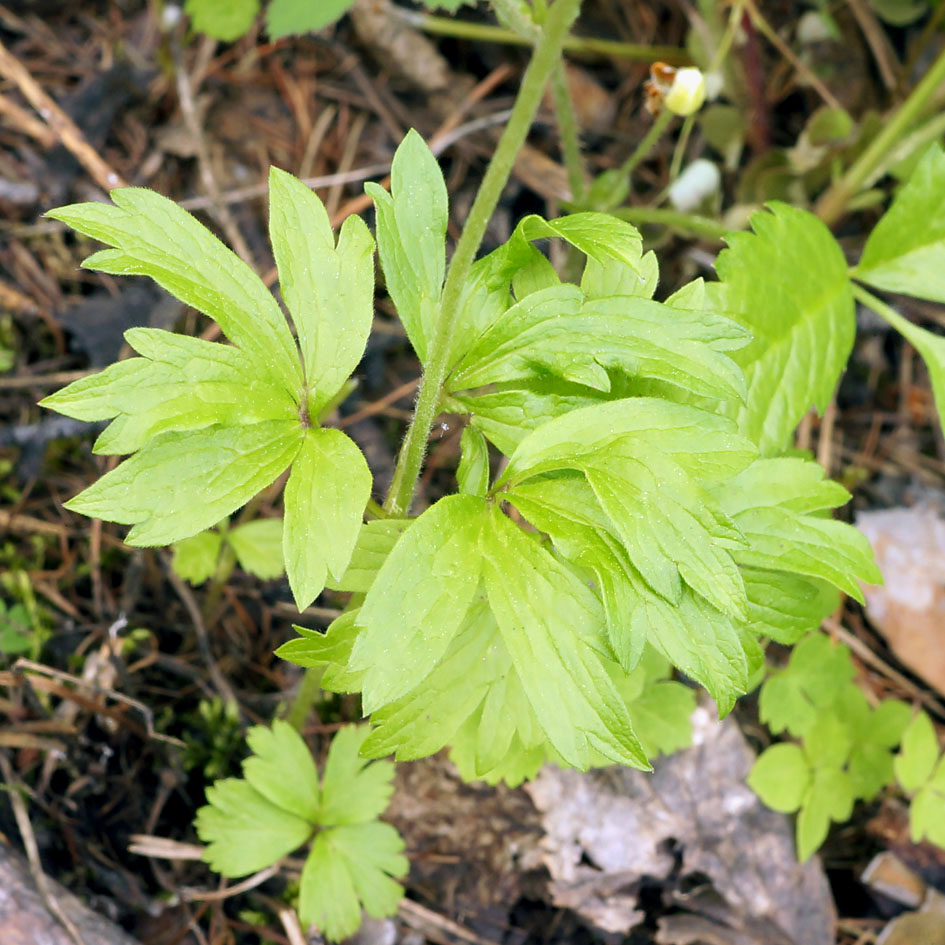 Изображение особи Anemone sylvestris.