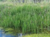 Equisetum fluviatile. Вегетирующие растения. Тверская обл., Весьегонский р-н, с. Чистая Дуброва, берег реки Маланьи (Ботьи). 8 августа 2018 г.