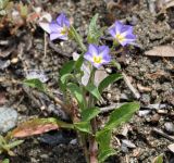 Convolvulus siculus