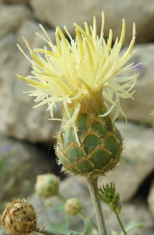 Изображение особи Centaurea salonitana.