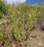 Sideritis perfoliata