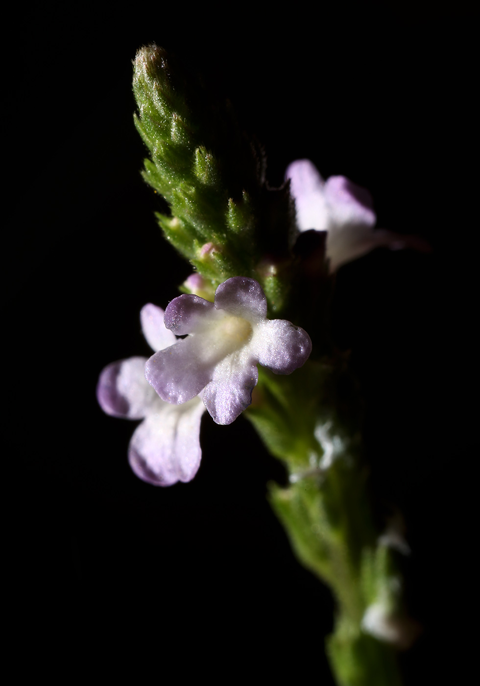 Изображение особи Verbena officinalis.