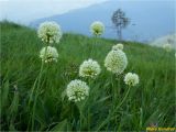 Allium victorialis. Верхушки побегов с соцветиями. Украина, Ивано-Франковская обл., Украинские Карпаты, хребет Черногора, западный склон горы Данцеж, 1700 м н.у.м., субальпийский луг. 26 июня 2019 г.