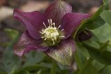 Helleborus orientalis. Цветок. Костромская обл., Судиславский р-н, дер. Антипино, в культуре. 14.10.2019.