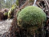 Leucobryum glaucum