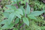 Cardamine macrophylla