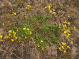 Hieracium umbellatum. Цветущие растения. Нидерланды, провинция Северная Голландия, Wijk aan Zee, заказник Noordhollands duinreservaat, зарастающая приморская дюна. 5 июля 2008 г.