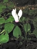 Cyclamen rhodium. Цветок. Греция, о. Родос, долина Петалудес (Долина бабочек), широколиственный ликвидамбаровый лес. 6 мая 2011 г.