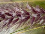 Pennisetum setaceum