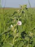 Althaea officinalis