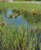 Cyperus eragrostis