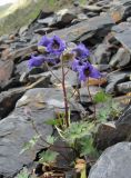 Delphinium caucasicum