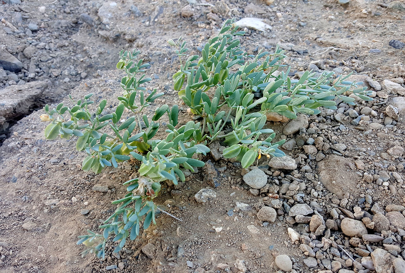 Изображение особи Zygophyllum pterocarpum.