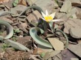 Tulipa orthopoda