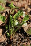 Viola mirabilis. Цветущее растение (белоцветковая форма). Санкт-Петербург, Дудергофские высоты, широколиственный лес на склоне южной экспозиции. 26.04.2023.