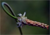 род Ornithogalum