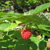 Rubus idaeus. Ветвь с плодами. Карачаево-Черкесия, Зеленчукский р-н, долина р. Ходюк (выс. 2000 м н.у.м.). 22.08.2010.